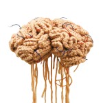 brain01